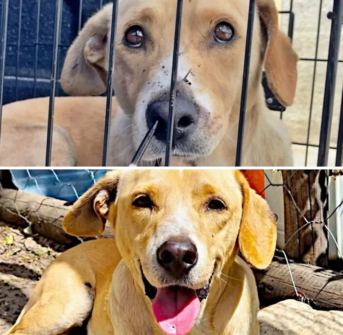 Neglected dog in a cage vs happy and healthy dog after animal rescue