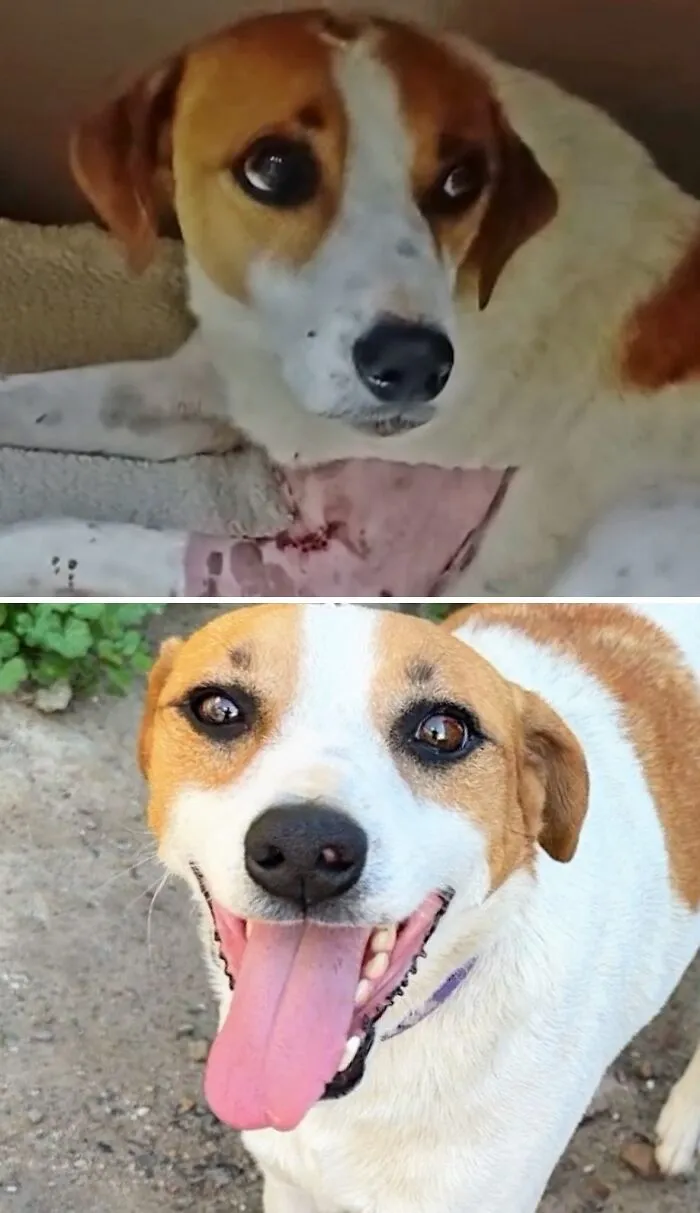 A neglected dog with a neck injury becomes happy and healthy after rescue