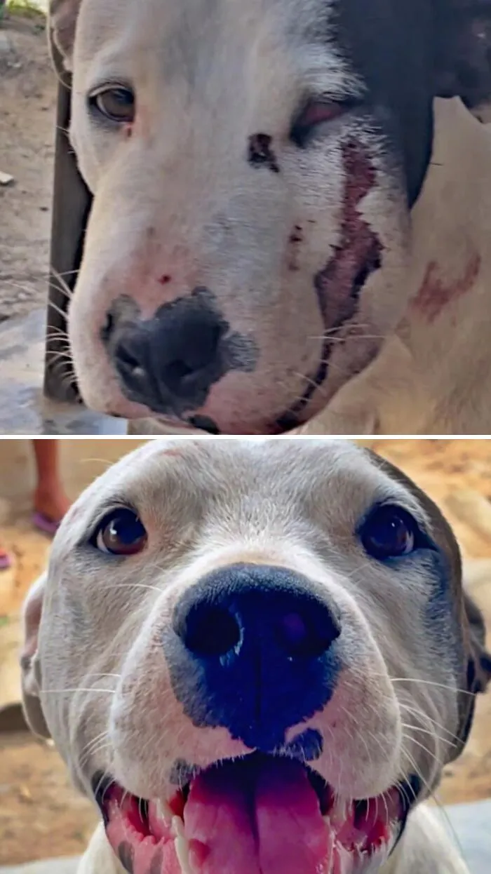 A neglected dog with facial injuries showing a happy recovery after animal rescue.