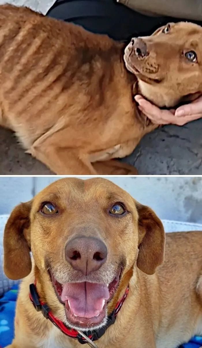 Malnourished dog with visible ribs transformed to happy and healthy by animal rescue