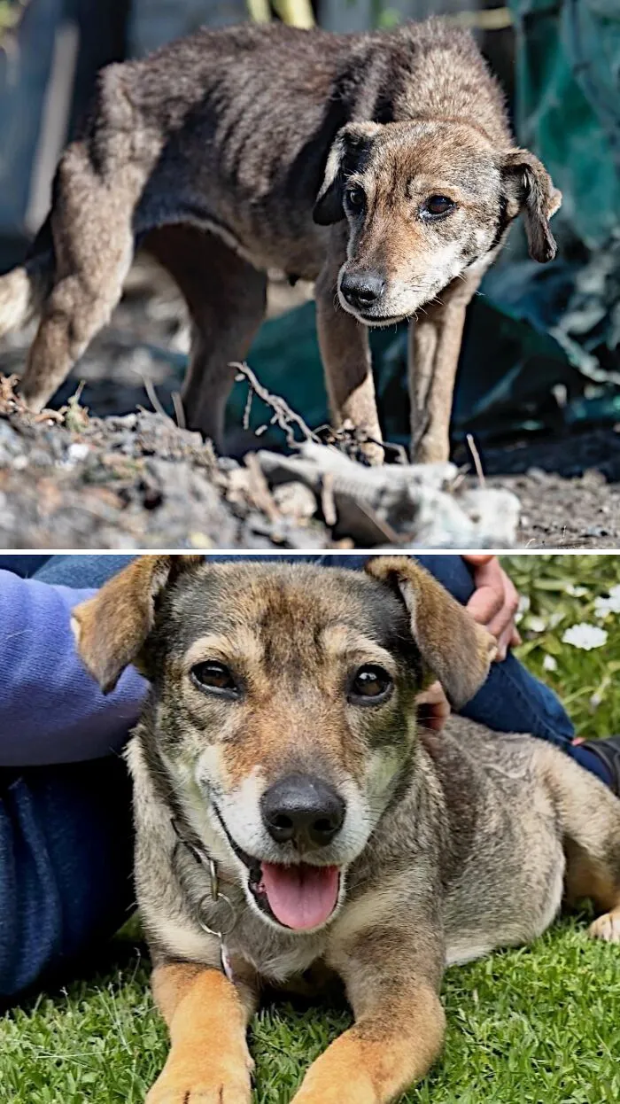 Side-by-side of a skinny, neglected dog who is now healthy and happy after animal rescue.