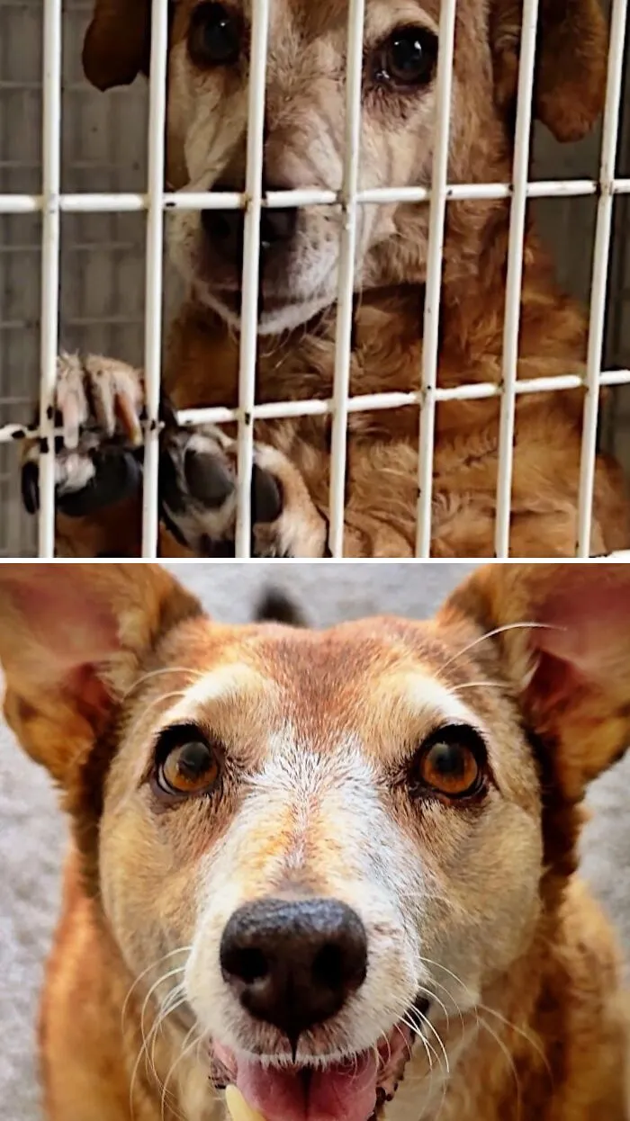 Before and after of neglected dog in shelter cage transformed to happy and healthy by animal rescue
