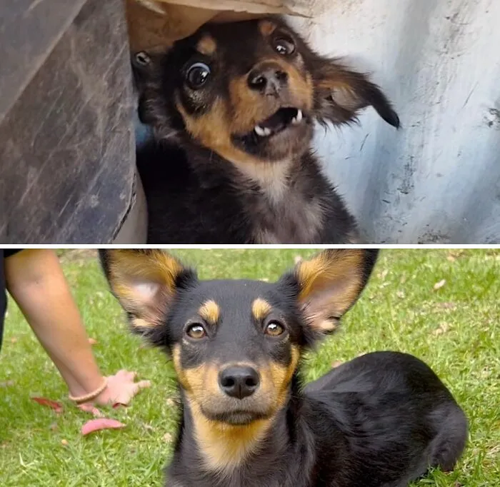 A small dog showing the journey from neglected to happy and healthy thanks to animal rescue