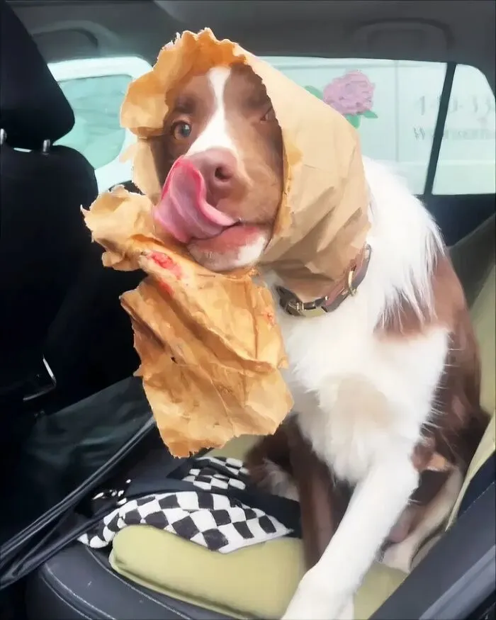 Dog with torn paper bag on head licking lips in car