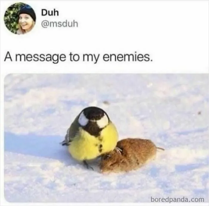 Funny and relatable memes featuring a small bird standing over a mouse in the snow with a humorous message.