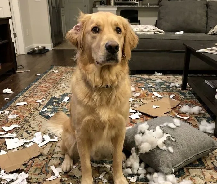 Golden retriever looking innocent in room filled with torn paper and cushions