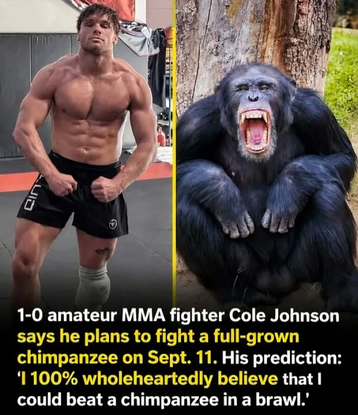 MMA fighter Cole Johnson plans to fight a full-grown chimpanzee in America