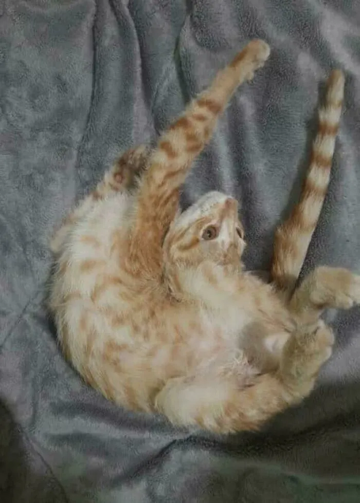 Orange cat twisted in bed fur creating confusing perspective effect