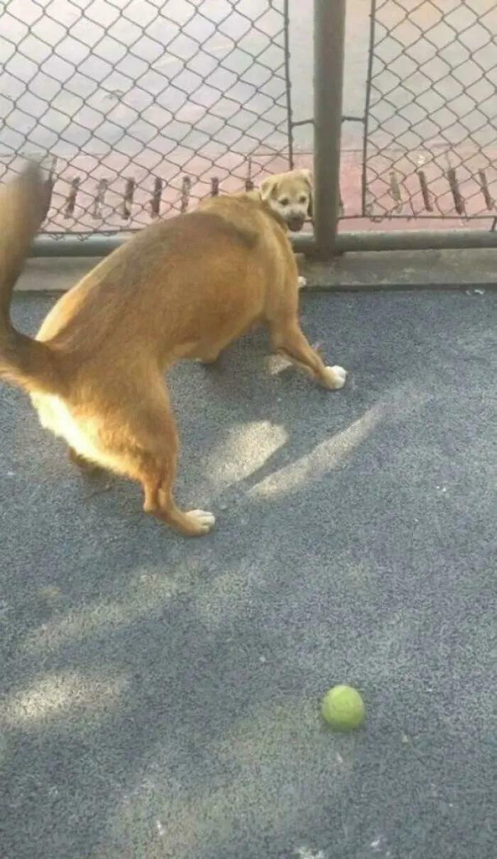 Dog with face on its hindquarters creates illusion of two heads