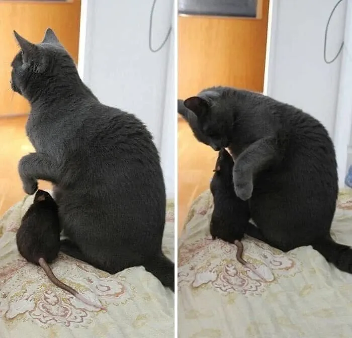Funny animals: a grey cat gently interacting with a small pet rat on a bed
