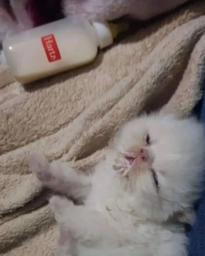 Funny animals: A sleepy white kitten covered in milk next to its bottle.