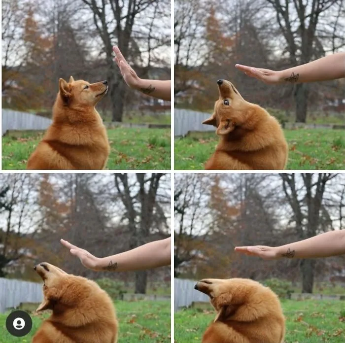 Four-panel sequence of funny animals, showing a dog tilting its head back as a hand approaches for a high-five.
