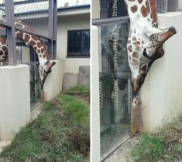 Funny animals: a tall giraffe bending down to greet a tiny meerkat standing on its hind legs