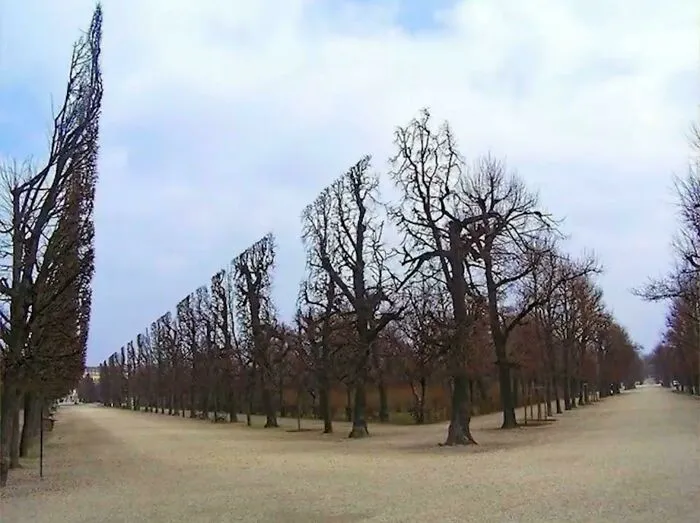Trees meticulously trimmed in a perfectly straight diagonal line, creating a scene like strange photos of glitches.