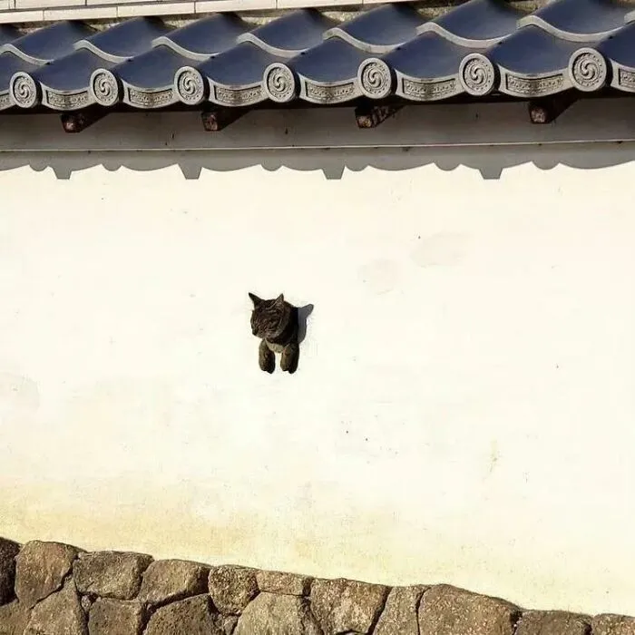 A cat poking its head and front paws through a hole in a white wall, creating a strange photo illusion.