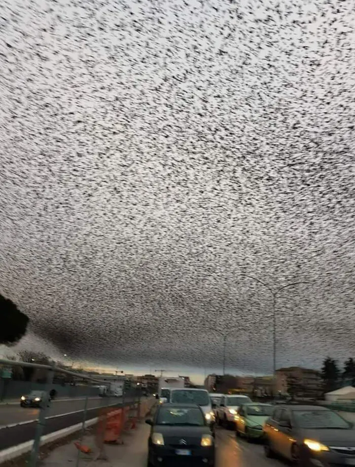 Strange photos of a massive flock of birds covering the sky over a busy highway looking like static.