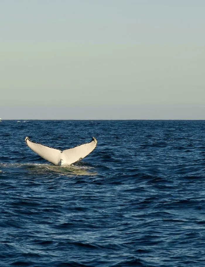 Humpback Whale, Tasman Sea