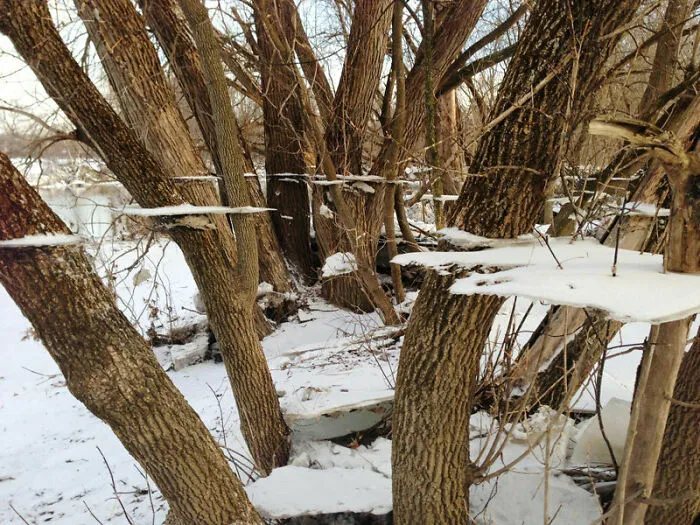 A strange photo showing floating sheets of ice clinging to tree trunks after a flood.