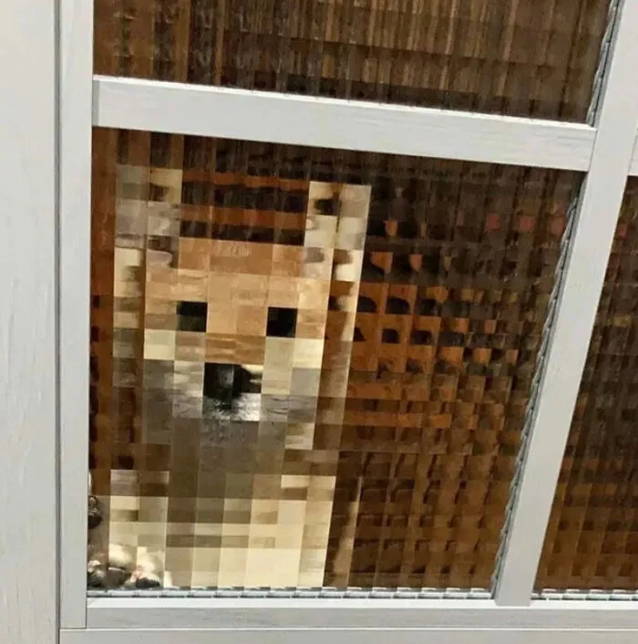 Pixelated dog behind textured glass window featured in strange photos compilation.
