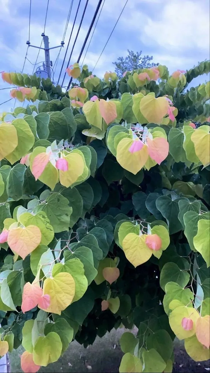 Strange photos of a tree with heart-shaped leaves changing color near power lines.
