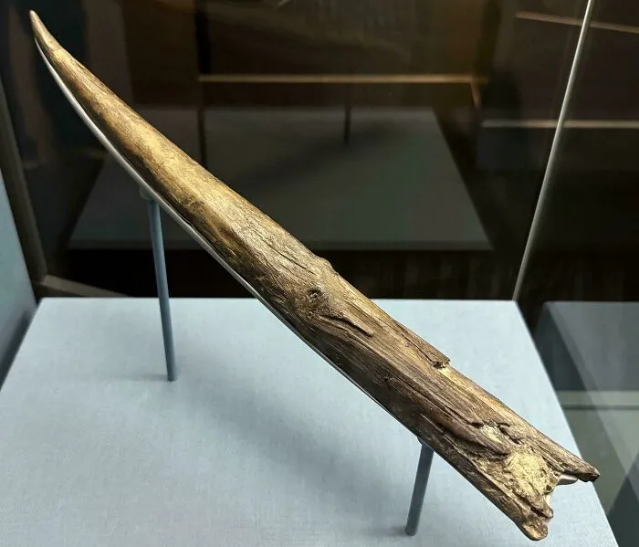Old wooden spear or pointed artifact displayed in museum case