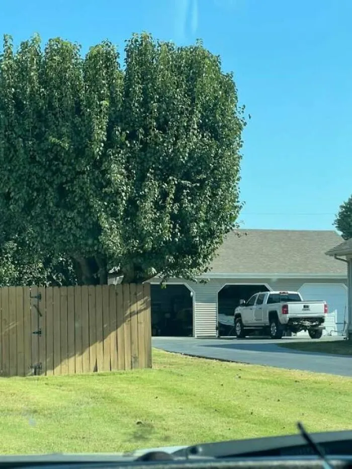 Tree shape behind fence looks like a face with eyes