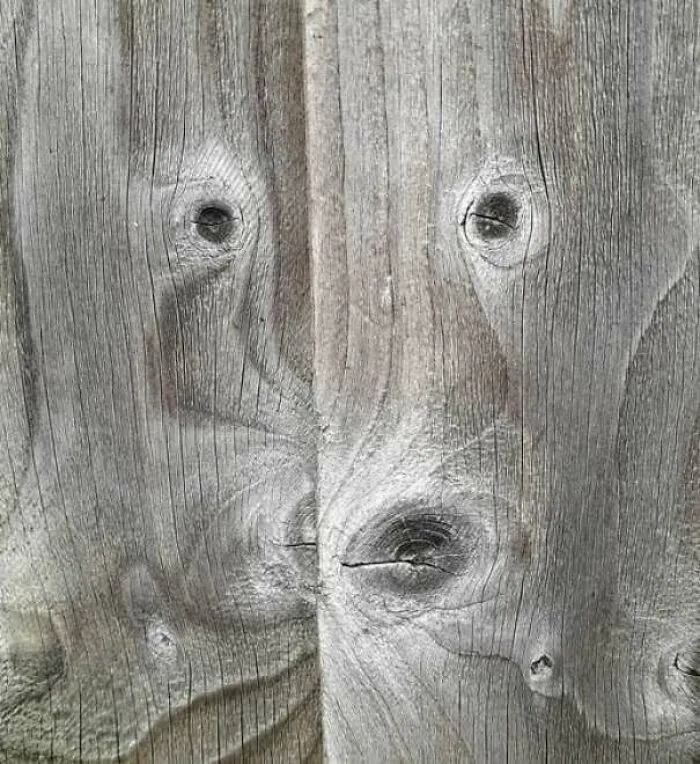 Wooden fence knots resembling eyes and nose like a staring face