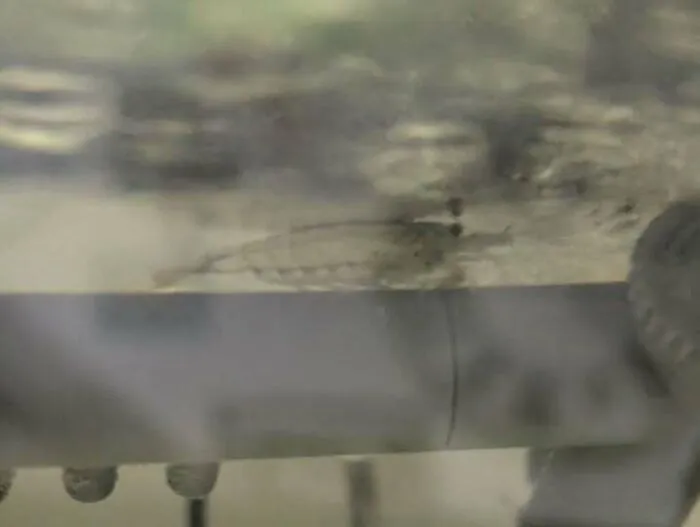 Blurred object under water resembling a fish staring