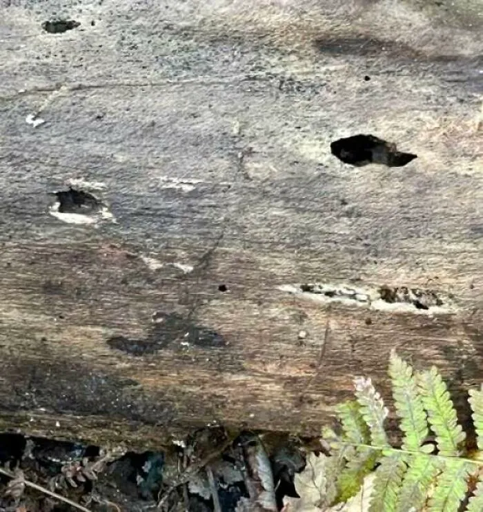 Wooden log with holes looking like eyes staring