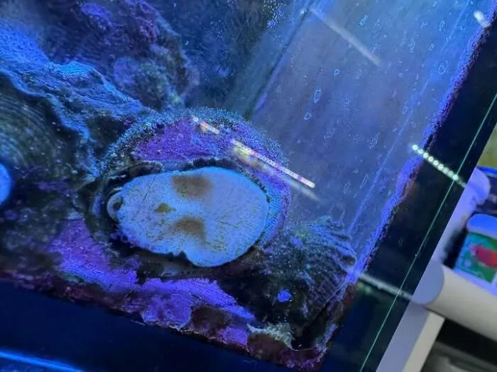 Aquarium coral resembling a face staring underwater