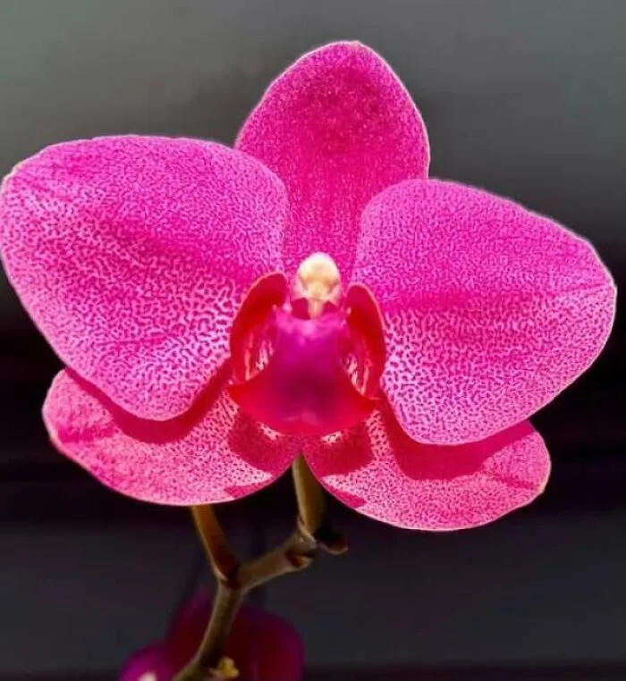 Pink orchid flower resembling a face looking forward