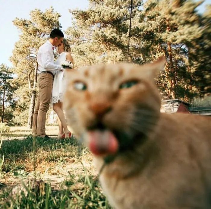 An orange cat showing its tongue in a close up, ruining family photos of a couple