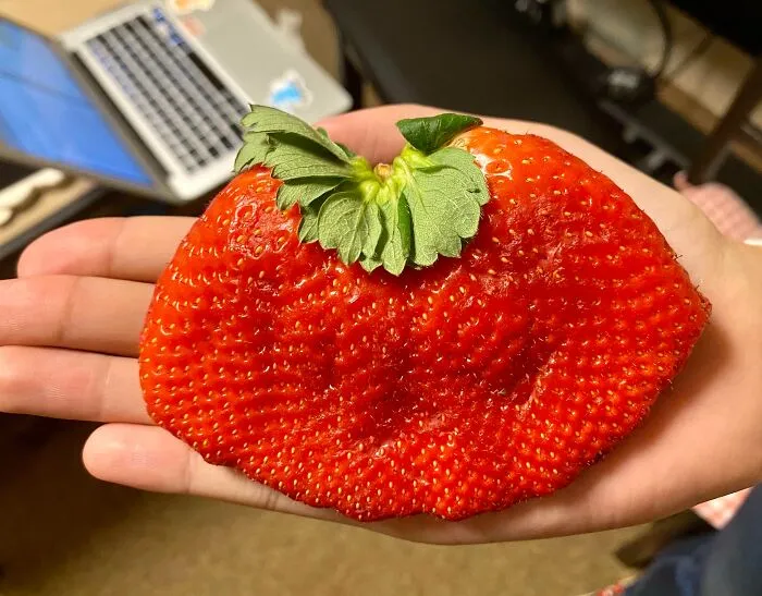 A strange photo showing an unusually huge and flat strawberry resting on a person's palm.