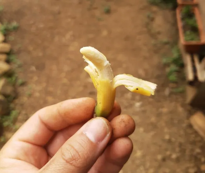 A strange photo of an extremely tiny peeled banana held in someone's fingers.