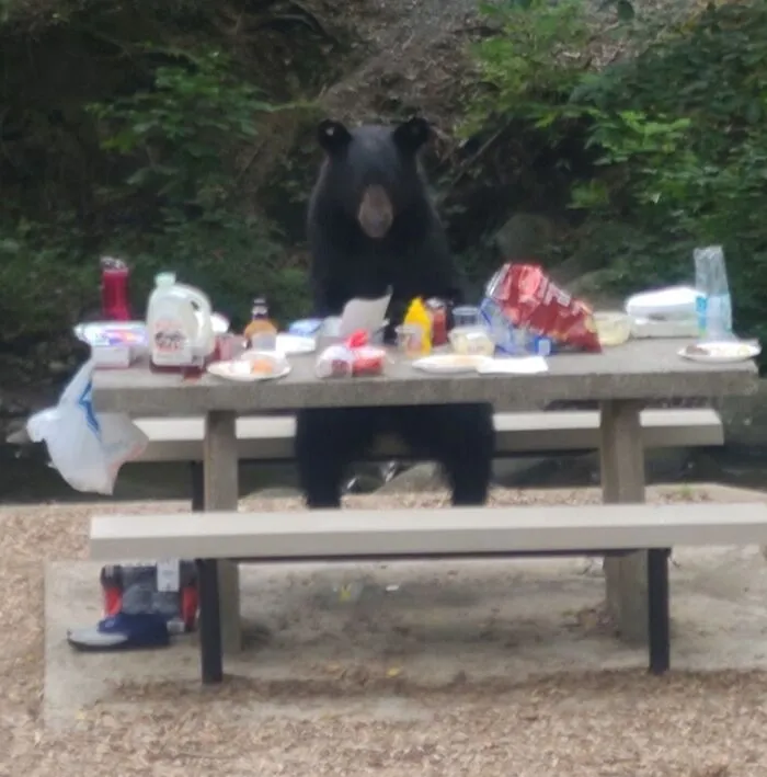 A black bear sitting at a picnic table with food creating a strange photo