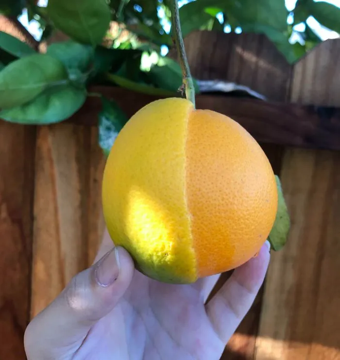 A hand holding a citrus fruit perfectly split into yellow and orange halves, looking like strange photos of a glitch.