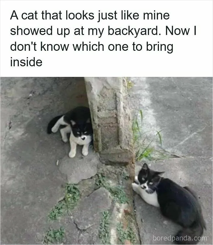 Two identical black and white cats sitting outdoors, featured in strange photos of confusing moments.