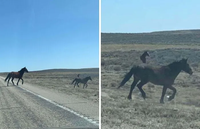 Side-by-side strange photos of a horse on a road that appears to float due to optical illusion.