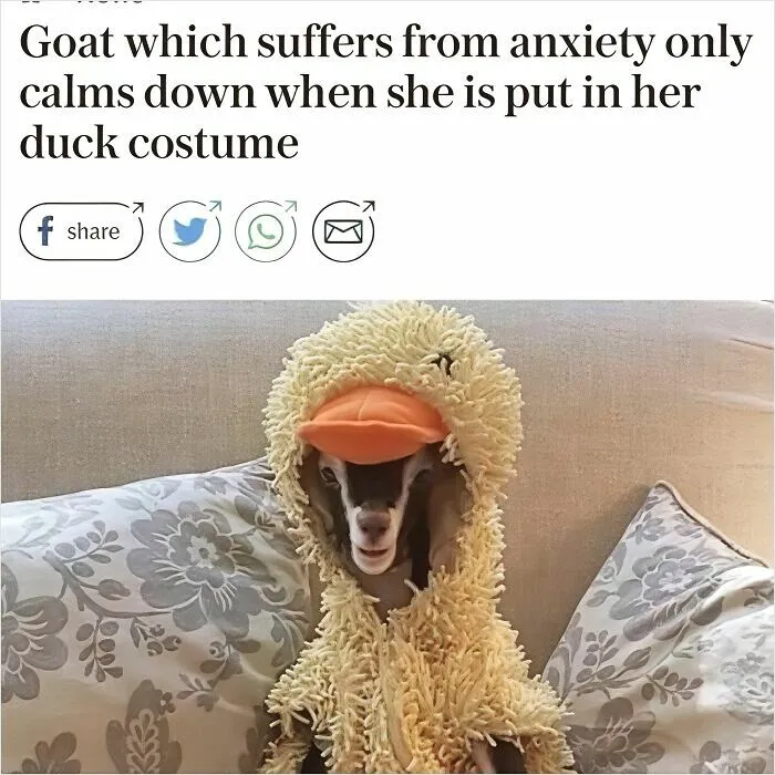 Hilarious News Headlines about an anxious goat wearing a duck costume to calm down
