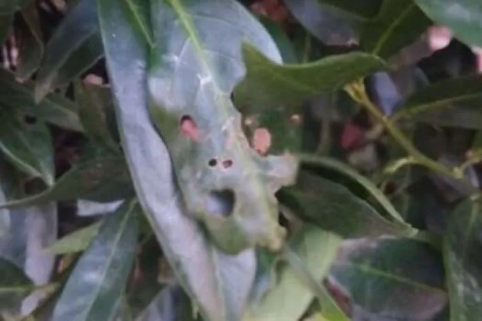 Leaf with holes forming a face that looks like it is staring
