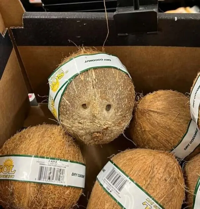 Coconut with natural holes looking like a face staring
