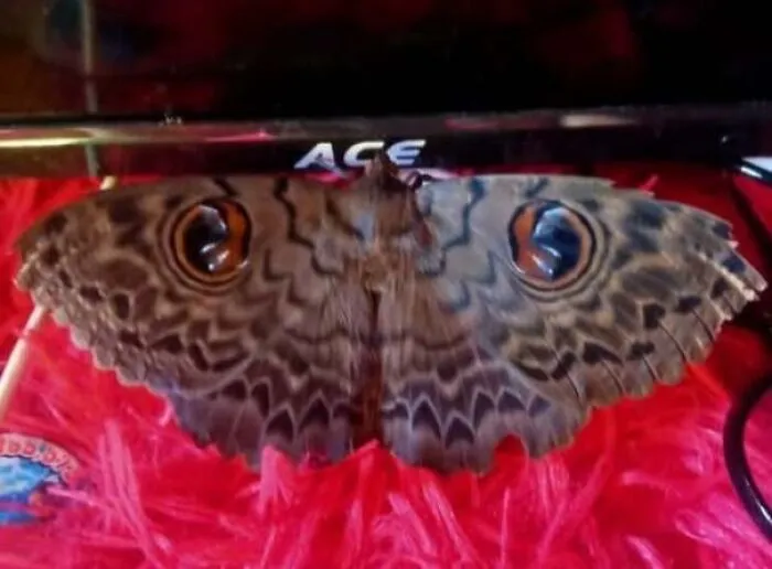 Moth wings with eye-like patterns resembling a staring face