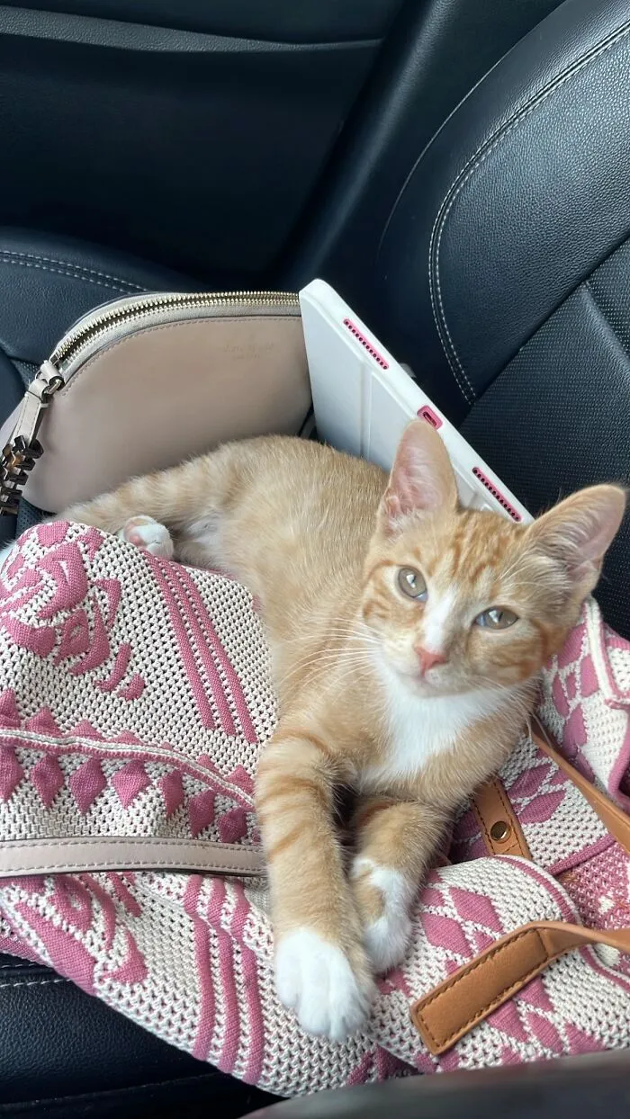 Orange tabby cat lying on pink bag in car in viral TikTok trend of life stories lived alongside pets