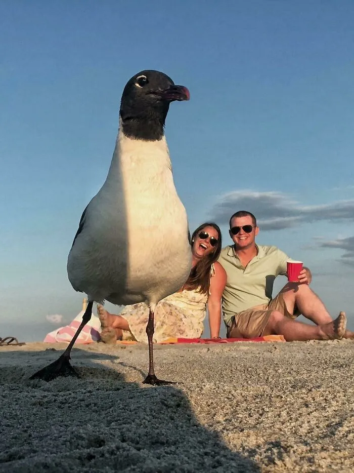A seagull blocks the camera as something in the background completely hijacked the moment for a beach couple