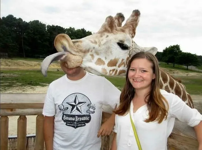 A giraffe licks a man's head in a funny photo hijacked by the background at a zoo
