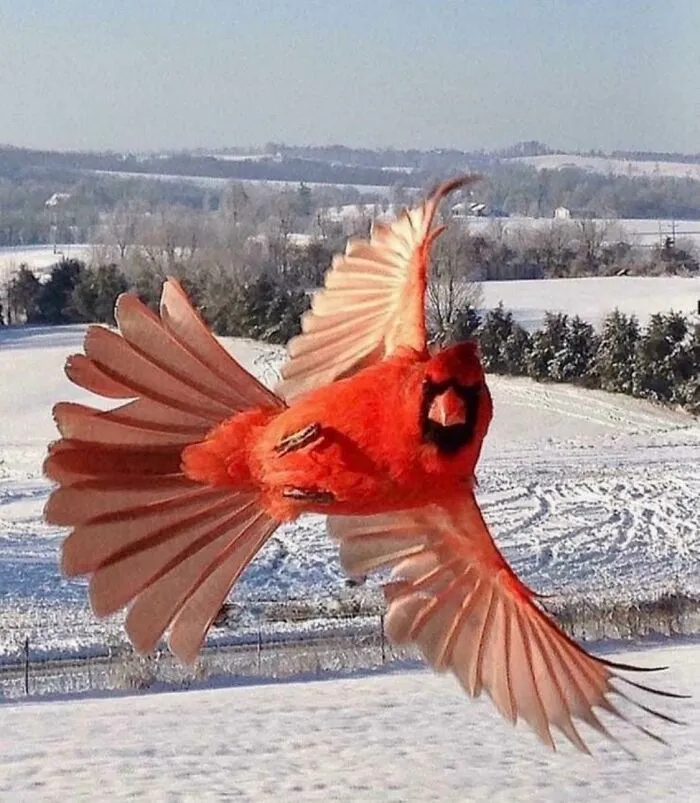 A majestic red cardinal flying close to the camera, with a snowy winter landscape in the background.