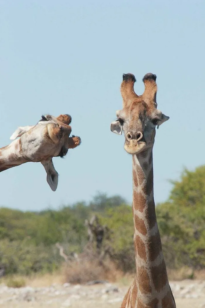 A funny giraffe photobombs another giraffe, creating a perfect background moment.