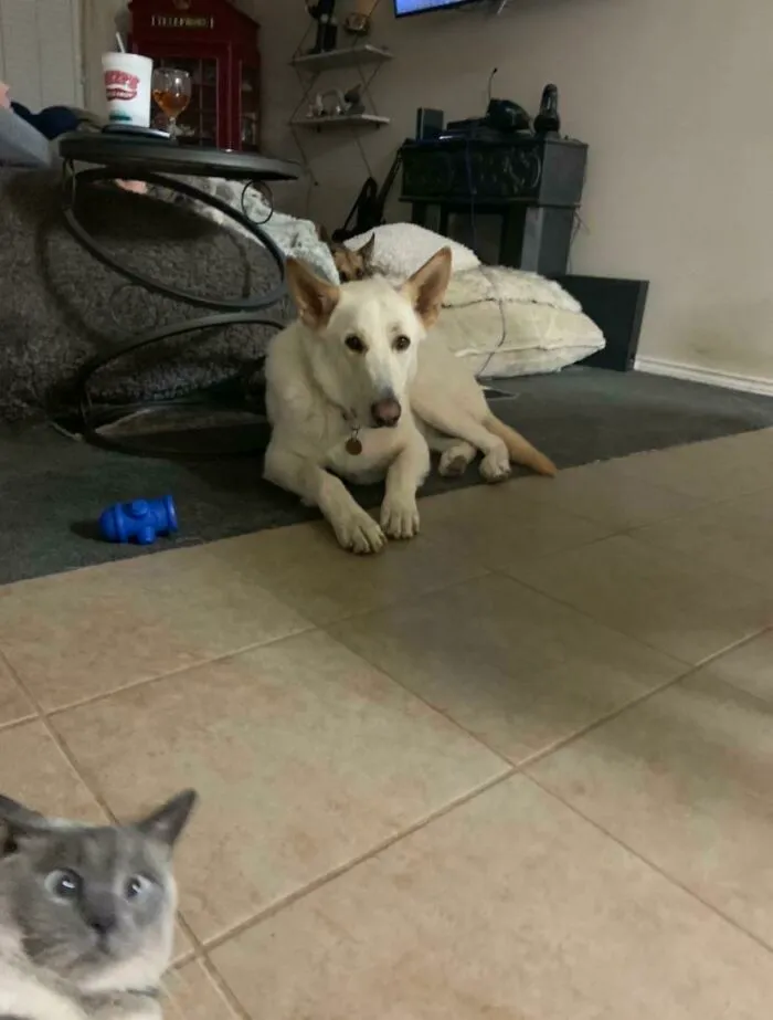 A startled cat peeking into the frame while a white dog relaxes in the background, stealing the moment.