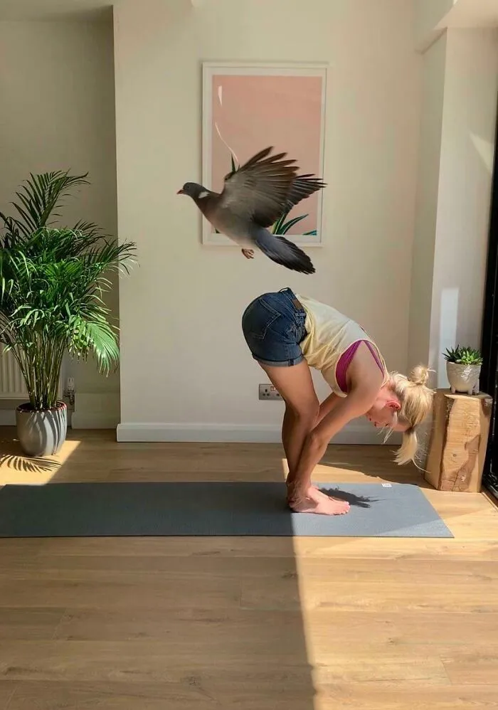 A flying pigeon photobombs a woman during yoga, a perfect background completely hijacked the moment