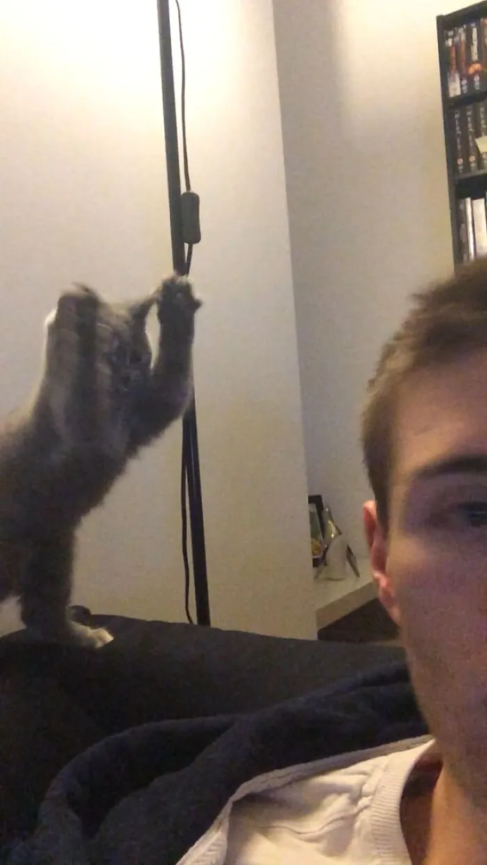 A playful kitten climbing a pole in the background behind a man, hijacking the moment of the photo.